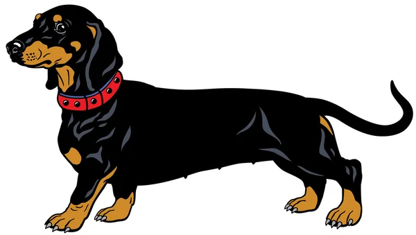 Dachshund negro — Vector de stock