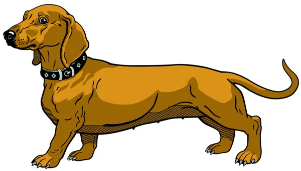 Dachshund marrón — Vector de stock