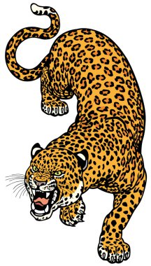 leopar