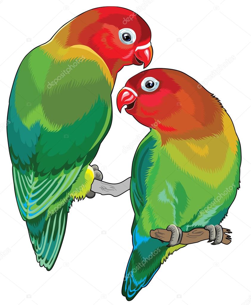 Pair of fischer's lovebirds