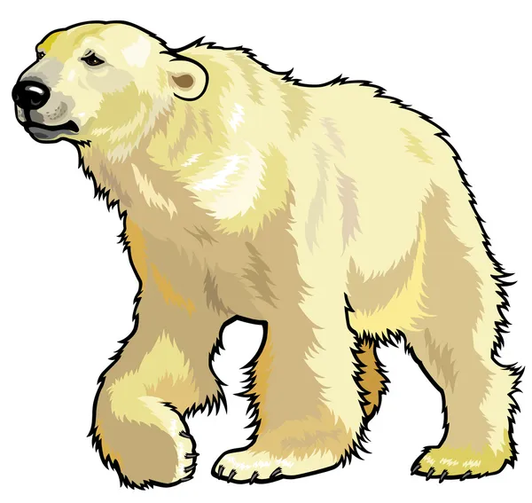 Oso polar — Vector de stock