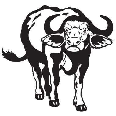 Afrika cape buffalo siyah beyaz