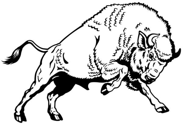 Bison européen noir blanc — Image vectorielle