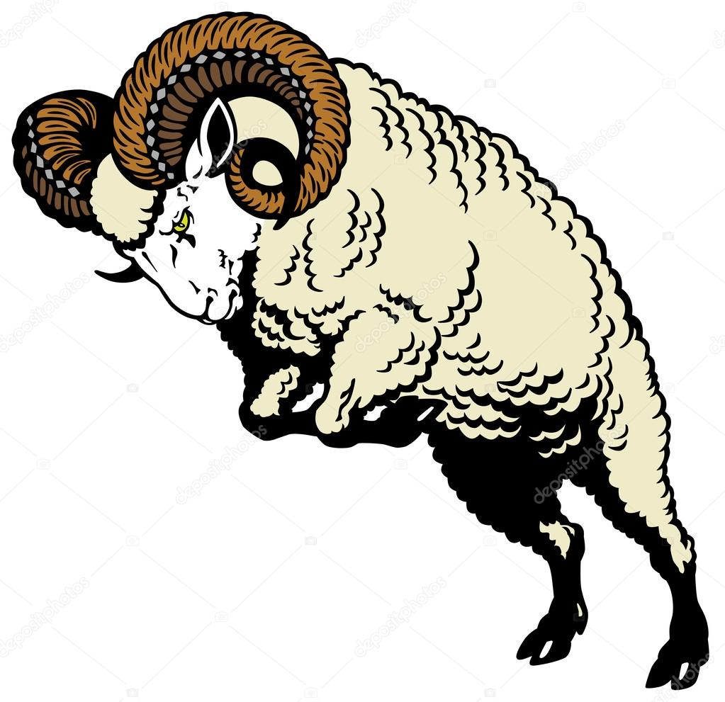 Ram sheep