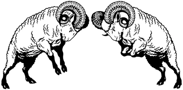 Twee gevechten rams zwart wit — Stockvector