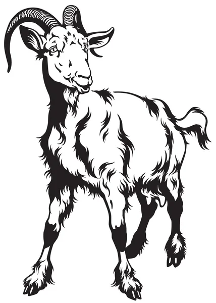 Goat black white — Stock Vector