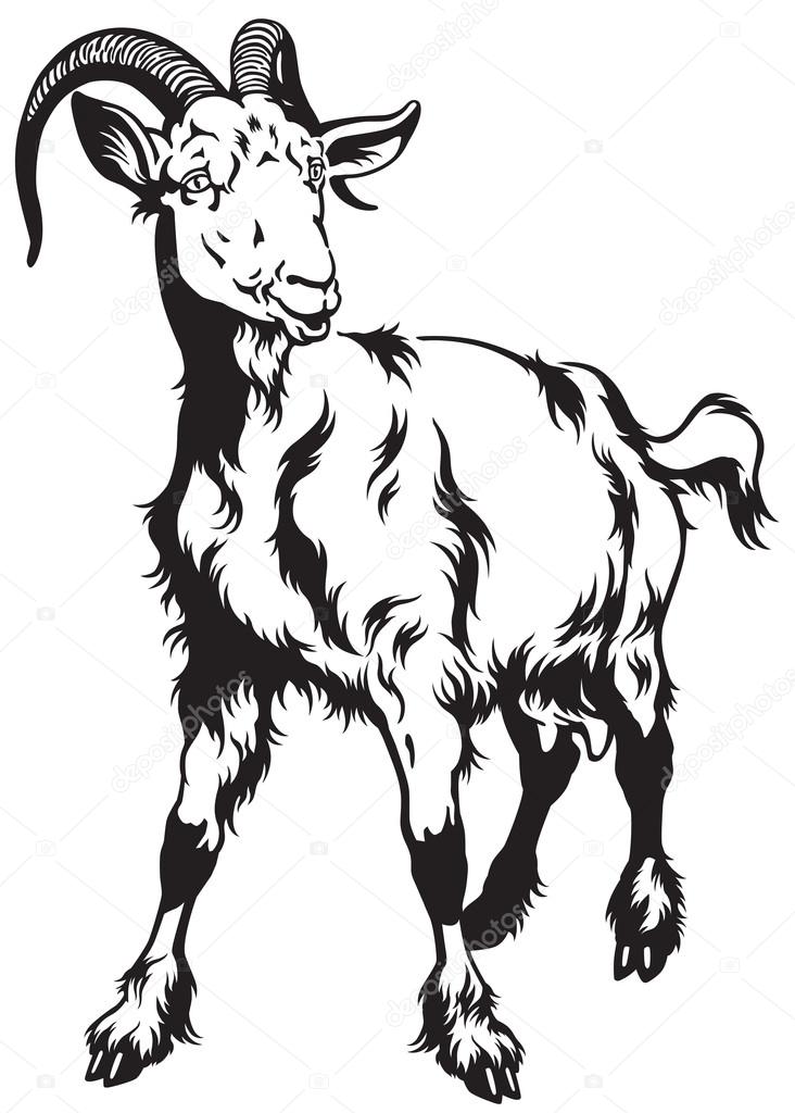 Goat black white