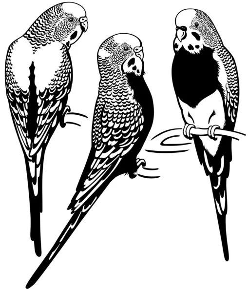 Budgerigars noir blanc — Image vectorielle