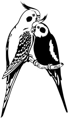 Cockatiels siyah beyaz