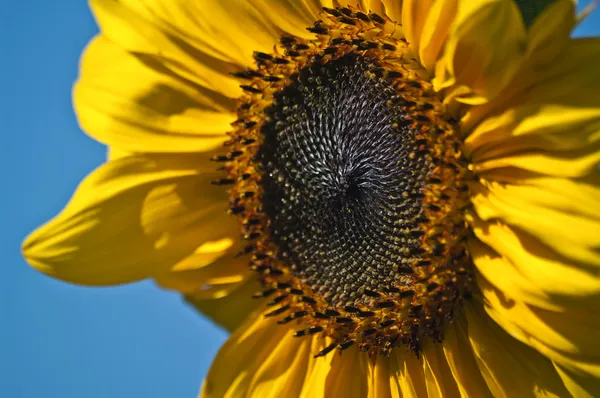 Girasol Primer plano Imagen De Stock