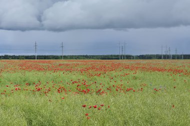 Yaz alanında kırmızı haşhaş