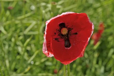 çayır üzerinde kırmızı haşhaş