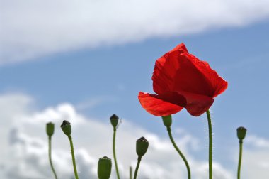 çayır üzerinde kırmızı haşhaş
