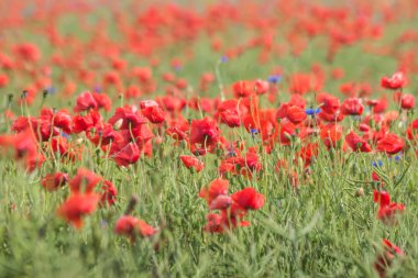 Poppie ile vahşi çiçek çayır