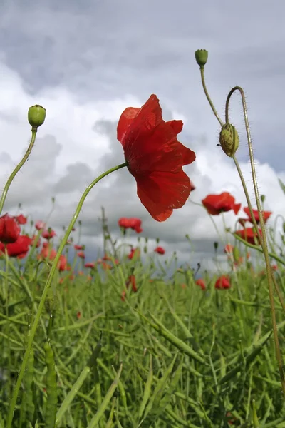 Field of red corn poppy flowers — Stock Photo, Image