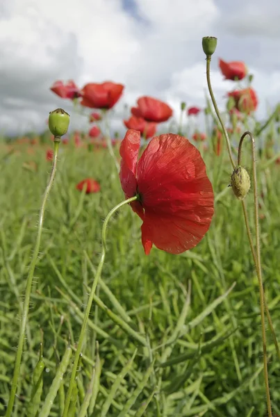 Campo de flores de amapola de maíz rojo — Foto de Stock