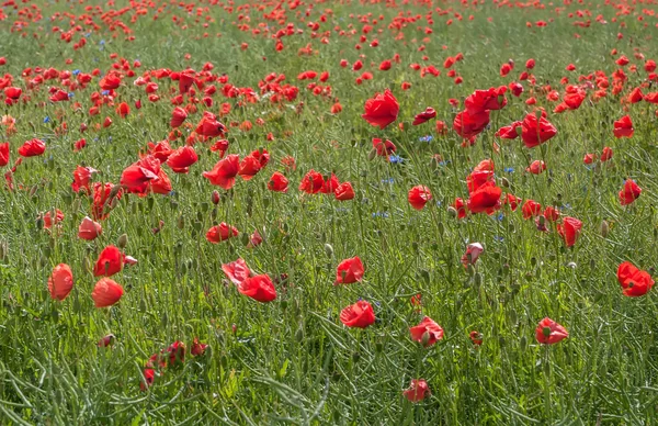 Wild flower meadow with poppie