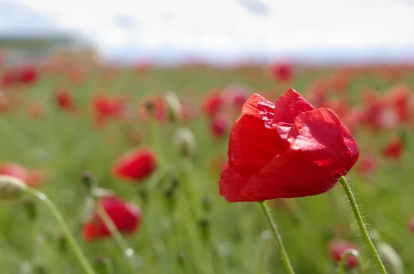 Coquelicots rouges sur la prairie — Photo