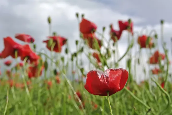 Campo de flores de amapola de maíz rojo — Foto de Stock