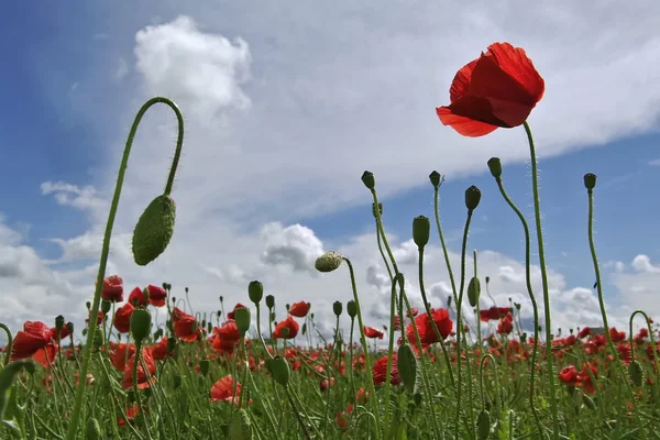 Champ de fleurs de pavot de maïs rouge — Photo