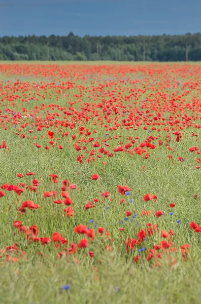 Campo de amapolas rojas en verano — Foto de Stock