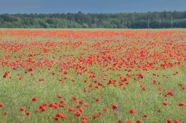 Campo de amapolas rojas en verano — Foto de Stock