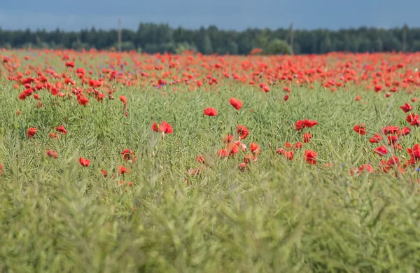 Campo de amapolas rojas en verano — Foto de Stock
