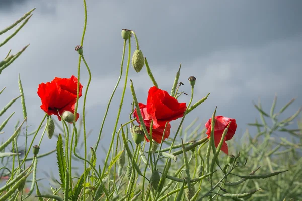 Campo de flores de amapola de maíz rojo — Foto de Stock