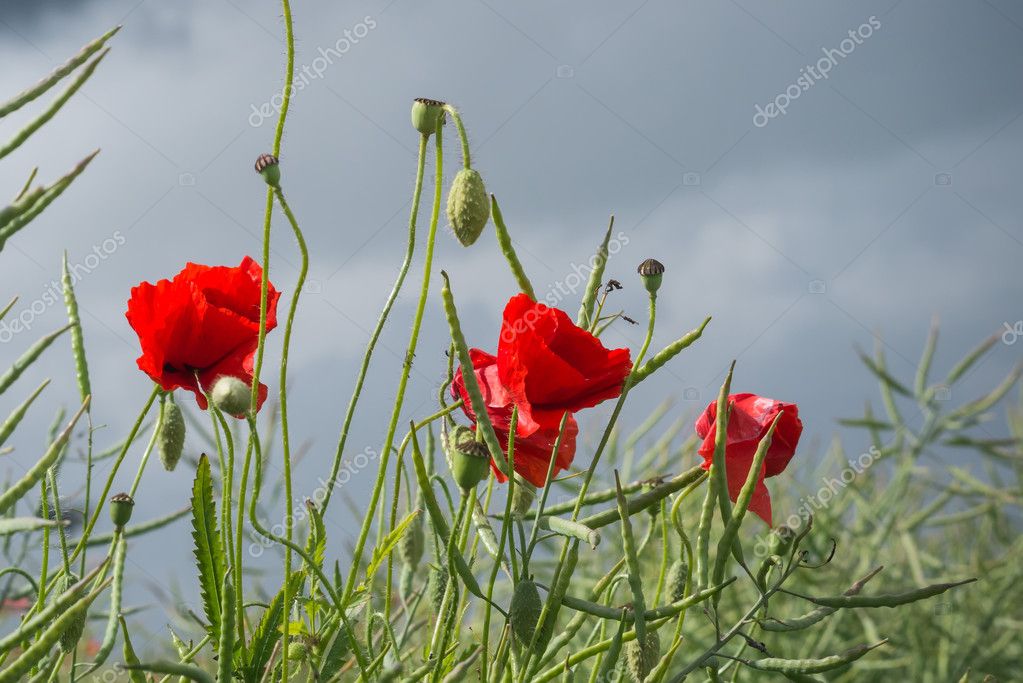 photoman1551