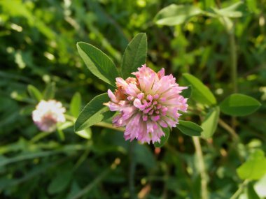 Kırmızı yonca örneği (Latince adı: Trifolium pratense), çayırın en üst görünümünde çiçek açar - fasulye familyasından bir bitki türü olan Fabaceae 'de yetişen bitkisel bir bitki türü..