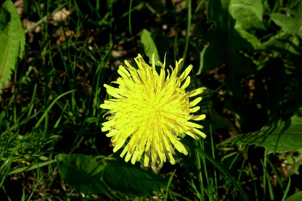 Close Flowering Dandelion One Yellow Blossom View Top Background Green — Stock Photo, Image