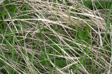 Yeşil bitki filizleriyle karıştırılmış kuru otların dekoratif dokusu. Çayırda bir manzara. Bahar mevsiminde vahşi bir ortamda doğal çimenli bir zemin. Doğa güzelliği bir tasarım örneği olarak gösterir.