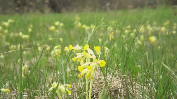 開花カウスリップ Primula Veris 植物は牧草地にあります 近くの畑で春の季節の美しい緑の気分 民間薬工場 — ストック動画