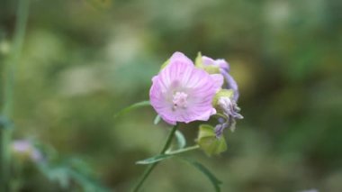 Açık renk menekşe. Çiçek açan yabani otlar. Yazın, yeşil, bulanık bir arka planda yakın plan görüntüsü. Doğadaki güzel çiçek elementleri soyut sahneler.