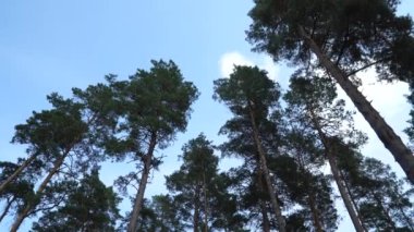 Evergreen ağaç yaprakları. Yüksek kozalaklı ağaç gövdeleri aşağıdan yukarıya doğru düşük açılı görüntü verir. Mavi gökyüzü arka planında çam ağacı manzaralı gölgeli park manzarası.