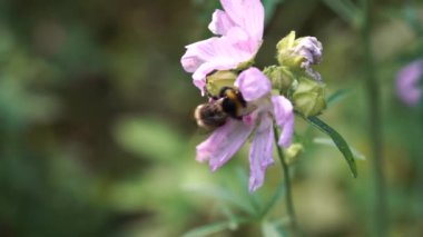 Yazın son çiçeklerinden nektar toplayan bir arı. Bal toplayıcılarının vahşi doğada sıkı çalışmaları. Yakından bakınca çok güzel bir doğal manzara..