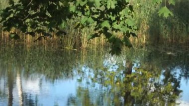 Su deposundaki yaz doğa güzelliği. Çimenli nehir kıyısında bir akçaağaç dalı asılı. Güzel güneşli bir günün atmosferi Sakin bir nehir kıyısında ya da göl kıyısında.