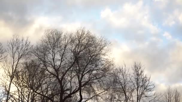 早春には雲が浮かぶ空の景色 裸の木の風景 太陽は夜に天に輝き — ストック動画