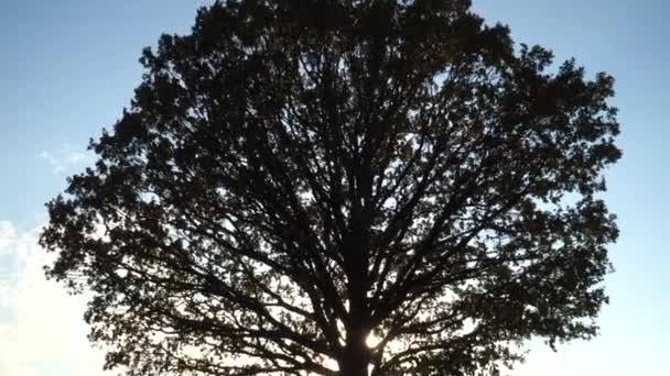 Una Silhouette Scura Quercia Grande Fogliame Del Grande Albero Uno — Video Stock