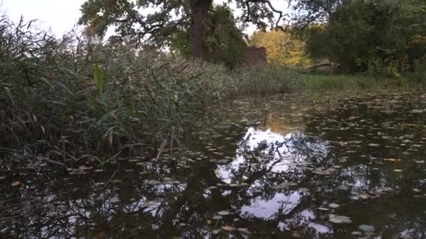 Gefallene Bunte Blätter Auf Einer Ruhigen Wasseroberfläche Einem Friedlichen Tag — Stockvideo