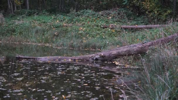 Herbststimmung Wilder Natur Eine Ruhige Wasseroberfläche Des Pfundes Oktober Grasbewachsenes — Stockvideo