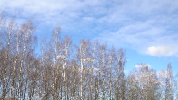 早春に裸の白樺の木の上に少し雲がある青空 晴れた日に春の穏やかな風景 風に少し揺れる白樺の幹 — ストック動画