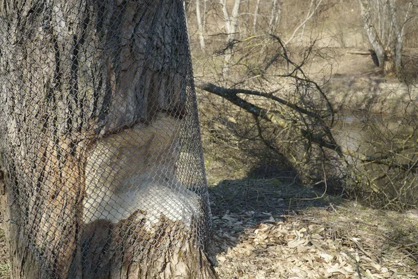 Dommages Causés Arbre Dans Parc Sauvage Par Castor Protection Tronc — Photo