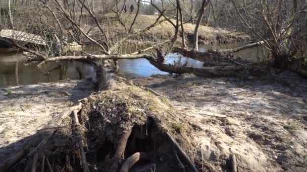 春の洪水の結果 嵐の間に木が川を渡って落ちた 川沿いの自然豊かな郊外公園早春の風景 — ストック動画