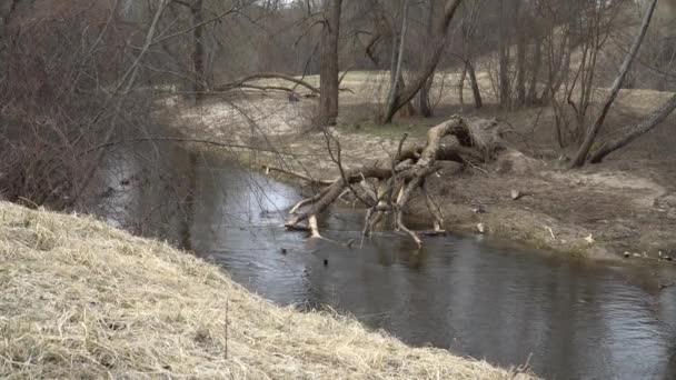 Wild Nature Landscape Fallen Tree River Stream Spring Season Bare — Stock Video