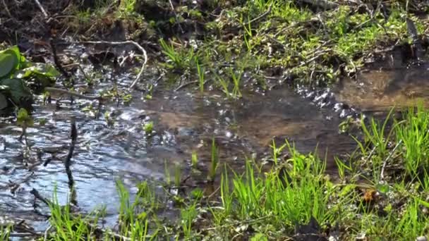 Early Spring Mood Nature Sunny Day Germinating Grass Stalks Stream — Stock Video