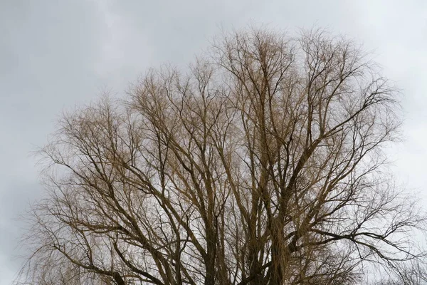 Μια Παλιά Στάχτη Μεγάλη Φυλλοβόλα Treetop Άποψη Γυμνά Κλαδιά Σκουριασμένο — Φωτογραφία Αρχείου