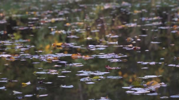 Fallen Autumn Leaves Calm Water Surface Shallow Depth View Decorative — Stock Video