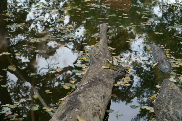 Fallen Autumn Leaves Calm Water Surface Old Deciduous Tree Trunks — Stock Photo, Image