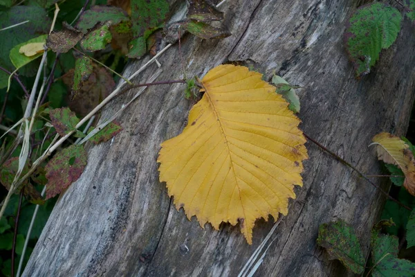 Feuilles Jaunes Tombées Automne Sur Tronc Bois Sec Dans Environnement — Photo